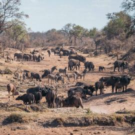 Where There’s Death, There’s Life:  The Ecological Impacts of Megacarcasses